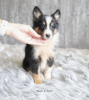 Photo №2 de l'annonce № 99455 de la vente shetland (chien) - acheter à Allemagne 