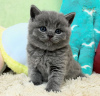 Photo №1. british shorthair - à vendre en ville de Cliffside Park | négocié | Annonce № 122119