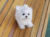 Photo №1. bichon maltais - à vendre en ville de Melbourne | Gratuit | Annonce №123343