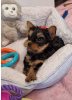 Photo №2 de l'annonce № 112309 de la vente yorkshire terrier - acheter à USA annonce privée