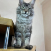 Photo №3. chatons mainecoon à adopter gratuitement. Allemagne