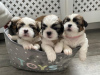 Photo №3. Adorables chiots Shih Tzu à adopter gratuitement. Allemagne