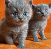 Photo №1. british shorthair - à vendre en ville de Berlin | 473€ | Annonce № 89822