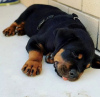 Photo №1. rottweiler - à vendre en ville de Oslo | négocié | Annonce №65776