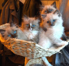 Photo №4. Je vais vendre ragdoll en ville de Калифорния Сити.  - prix - négocié