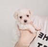 Photo №4. Je vais vendre bichon maltais en ville de Charleston. annonce privée - prix - 284€