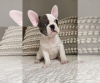 Photo №1. bouledogue - à vendre en ville de Sydney | négocié | Annonce №108834