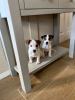 Photo №1. jack russell terrier - à vendre en ville de Helsinki | 331€ | Annonce №56171