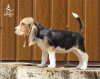 Photo №2 de l'annonce № 11548 de la vente beagle - acheter à Ukraine de la fourrière