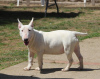 Photo №2 de l'annonce № 106399 de la vente bull terrier - acheter à Serbie éleveur