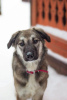 Photo №1. chien bâtard - à vendre en ville de Pushkino | Gratuit | Annonce №18272