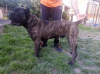 Photo №3. cane corso garçon à vendre. Fédération de Russie