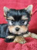 Photo №1. yorkshire terrier - à vendre en ville de Østby | 350€ | Annonce №71828