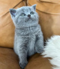 Photo №2 de l'annonce № 90828 de la vente british shorthair - acheter à Allemagne annonce privée