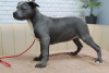 Photo №4. Je vais vendre american staffordshire terrier en ville de Chisinau. éleveur - prix - 600€