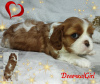 Photos supplémentaires: CHIOTS Épagneul Cavalier King Charles