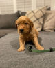 Photo №1. golden retriever - à vendre en ville de Mainz | 331€ | Annonce №110068