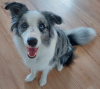 Photo №4. Je vais vendre border collie en ville de Lisia Góra. annonce privée - prix - 1500€