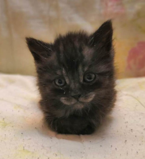 Photos supplémentaires: Je vais donner les chatons entre de bonnes mains!