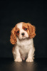 Photo №1. cavalier king charles spaniel - à vendre en ville de Daugavpils | 1200€ | Annonce №98634