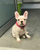 Photo №1. bouledogue - à vendre en ville de Bremen | 360€ | Annonce №127359