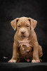 Photo №2 de l'annonce № 74760 de la vente american bully - acheter à Serbie 