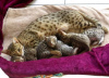 Photos supplémentaires: Chatons sous licence Savannah F1,F2,F3,F4,F5 disponibles