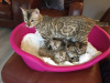 Photo №3. De jolis chatons Bengal Cats disponibles à la vente maintenant. USA