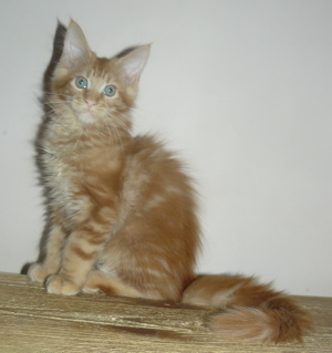 Photo №1. maine coon - à vendre en ville de Moscou | 286€ | Annonce № 2088