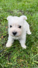 Photos supplémentaires: Chiots West Highland White Terrier