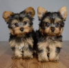 Photo №2 de l'annonce № 56129 de la vente yorkshire terrier - acheter à La finlande 