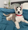 Photo №1. husky de sibérie - à vendre en ville de Berne | 400€ | Annonce №80037