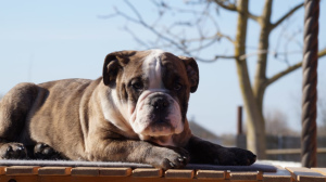 Photo №2 de l'annonce № 5901 de la vente bulldog anglais - acheter à Fédération de Russie éleveur