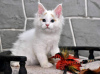 Photo №1. ragdoll - à vendre en ville de Loutraki | 350€ | Annonce № 65086