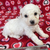 Photo №1. bichon à poil frisé - à vendre en ville de Texas City | négocié | Annonce №105491