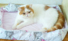 Photo №4. Je vais vendre exotic shorthair en ville de Minsk. éleveur - prix - 1000€