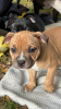 Photo №1. staffordshire bull terrier - à vendre en ville de Minsk | 1041€ | Annonce №123026