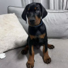 Photo №2 de l'annonce № 104946 de la vente dobermann - acheter à USA annonce privée, éleveur