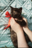 Photo №4. Je vais vendre chat de gouttière en ville de Minsk. annonce privée - prix - Gratuit
