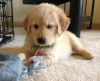 Photo №1. golden retriever - à vendre en ville de Londres | 300€ | Annonce №123507