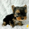 Photo №1. biewer yorkshire terrier - à vendre en ville de Ohio City | négocié | Annonce №123112