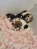 Photo №1. beagle - à vendre en ville de New york | 426€ | Annonce №66535