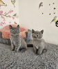 Photo №1. british shorthair - à vendre en ville de Nürburg | 350€ | Annonce № 108587