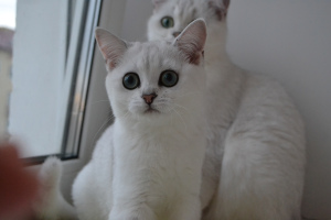 Photo №2 de l'annonce № 2879 de la vente british shorthair - acheter à Fédération de Russie de la fourrière