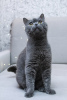 Photo №4. Je vais vendre british shorthair en ville de Москва. annonce privée - prix - Gratuit