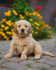 Photo №1. golden retriever - à vendre en ville de Żarki-Letnisko | 2000€ | Annonce №70333