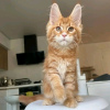 Photo №2 de l'annonce № 118291 de la vente maine coon - acheter à USA annonce privée