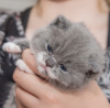 Photo №4. Je vais vendre british shorthair en ville de Munich. annonce privée - prix - 255€