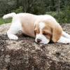 Photo №3. chiots beagle. Allemagne