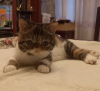 Photo №1. exotic shorthair - à vendre en ville de Москва | 1€ | Annonce № 66074